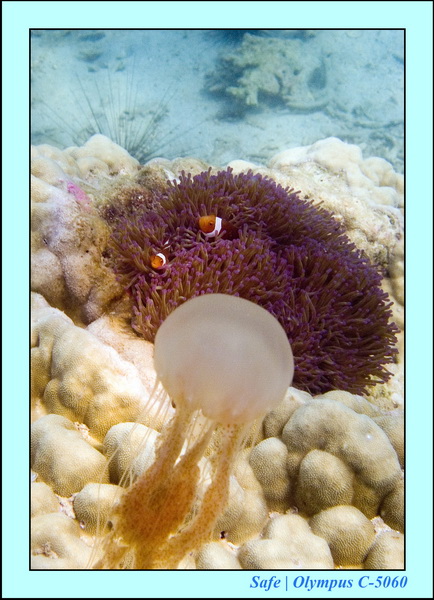 2006 - 07 - Kapas - Plongee 3 - 07